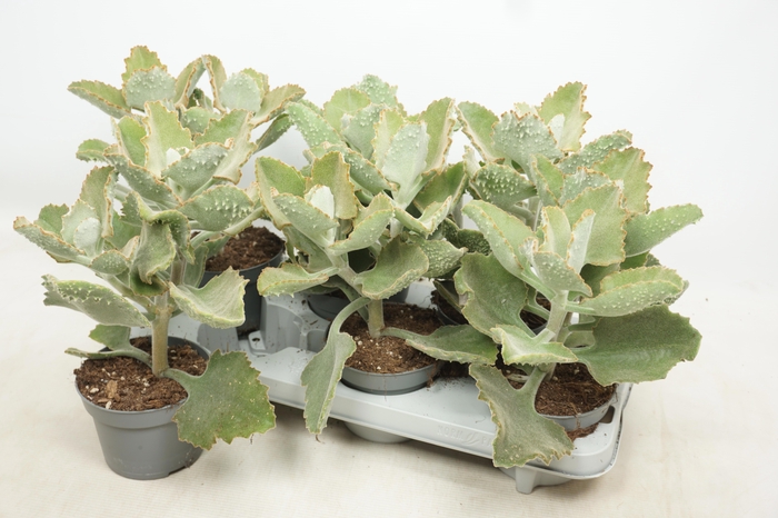 <h4>KALANCHOE BEHARENSIS</h4>