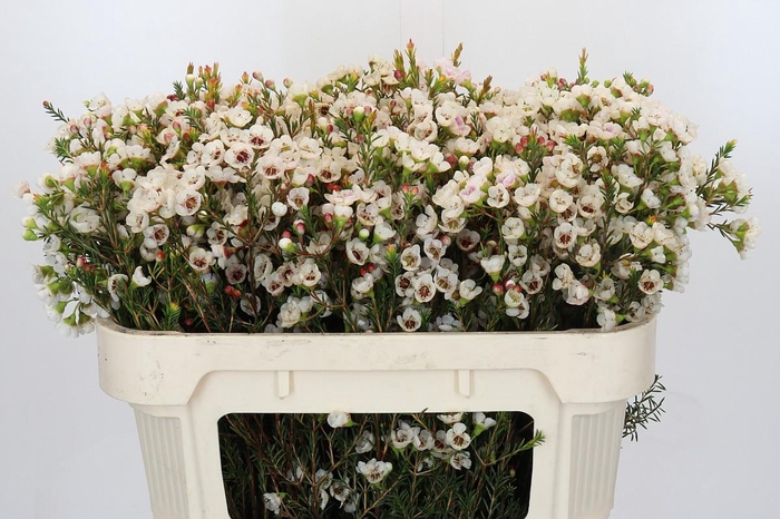 <h4>Chamelaucium Moonlight Delight</h4>