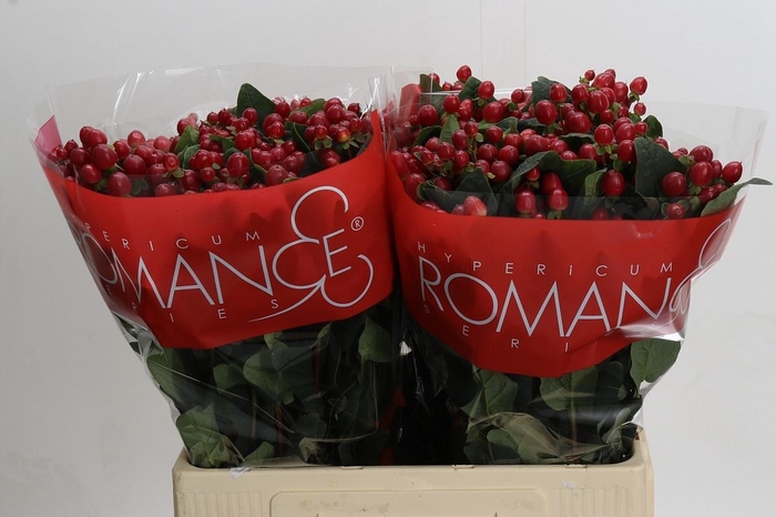 <h4>HYP TRUE ROMANCE</h4>