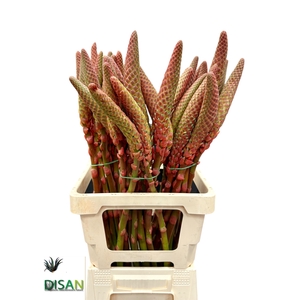 ALOE ARBORESCENS