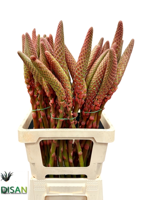 <h4>ALOE ARBORESCENS</h4>