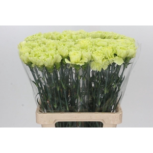 Dianthus St Seychelles