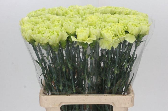 <h4>Dianthus St Seychelles</h4>