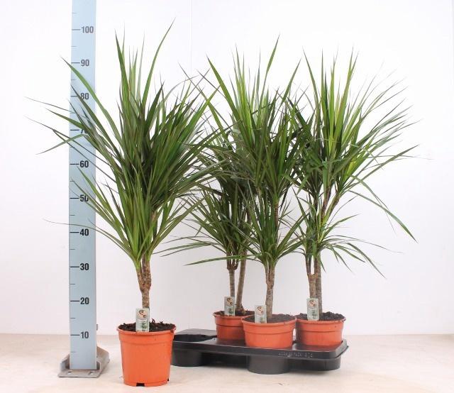 <h4>DRA MARGINATA</h4>
