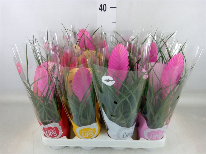<h4>Tillandsia cyanea 'Vincent'</h4>