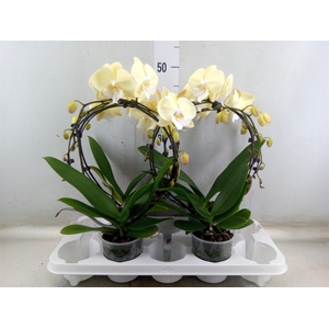 Phalaenopsis   ...
