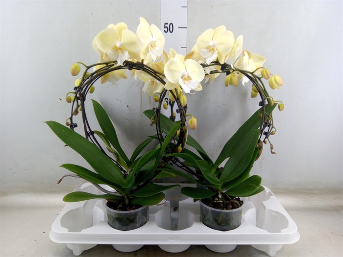 <h4>Phalaenopsis   ...</h4>