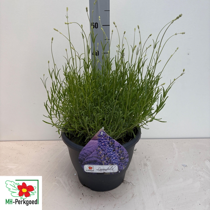 <h4>LAVAN AN MUNSTEAD</h4>