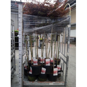 Acer palmatum 'Skeeters Broom'