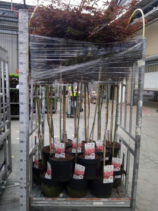 <h4>Acer palmatum 'Skeeters Broom'</h4>