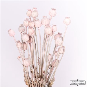 DRIED PAPAVER X5 FROSTED PINK BUNCH