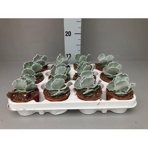 Cotyledon  'Coral'