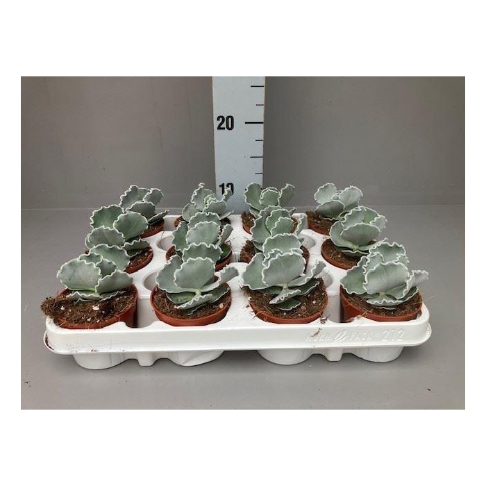 <h4>Cotyledon  'Coral'</h4>
