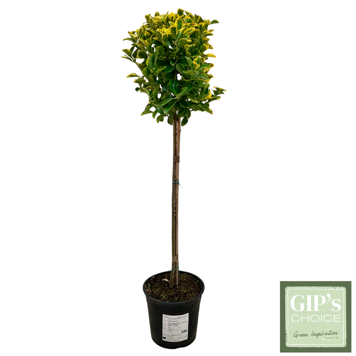 <h4>Euonymus jap. 'Aureus' 1/2 Stem P24</h4>