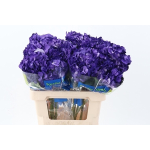 Hydr Purple Tinted Sel