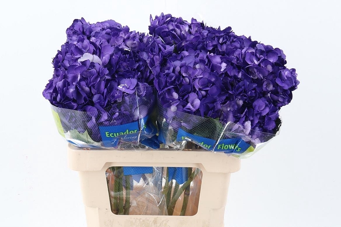 <h4>Hydr Purple Tinted Sel</h4>