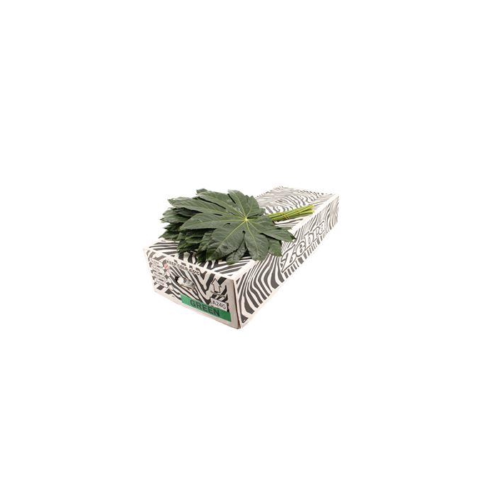 <h4>ARALIA 60 CM ZEBRA</h4>