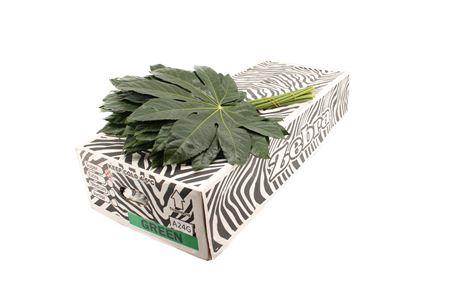 ARALIA 60 CM ZEBRA