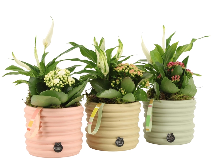 <h4>21952: Contradiction arrangement</h4>