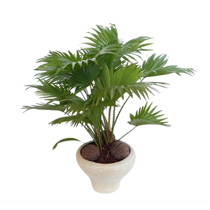 Livistona in super hoedje creme