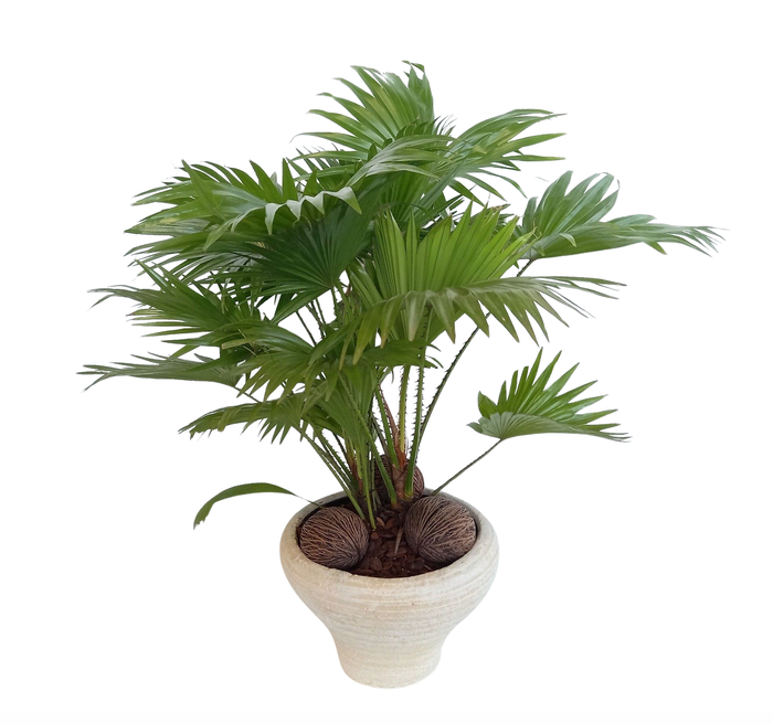 <h4>Livistona in super hoedje creme</h4>