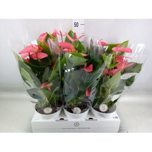 Anthurium andr. 'Pink Champion'