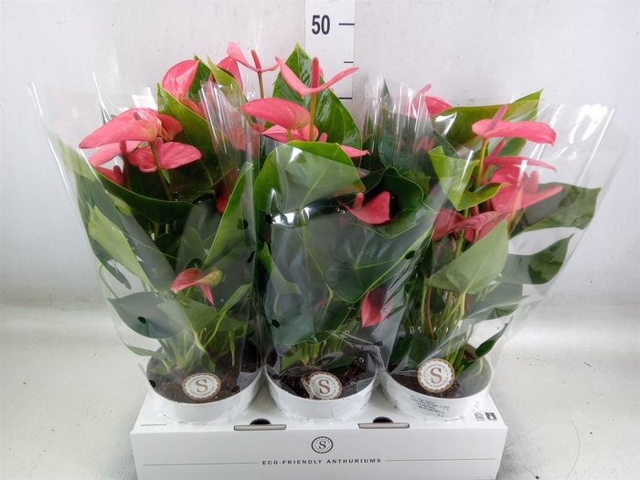 <h4>Anthurium andr. 'Pink Champion'</h4>