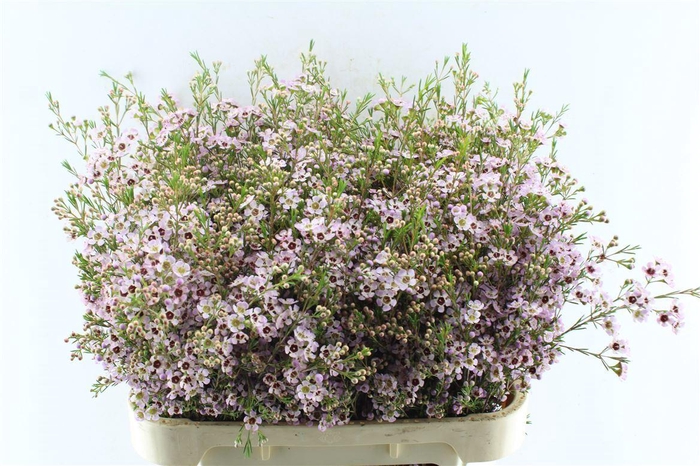 <h4>Chamelaucium Early Nir Pale Pink</h4>