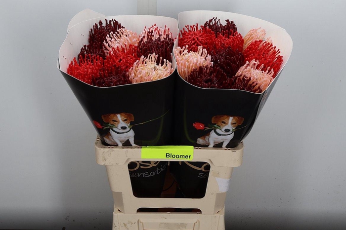 <h4>Protea Leuco Ov</h4>