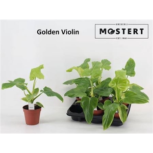 Phil Violin