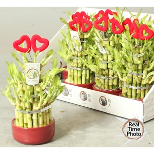 DRA LUCKY BAMBOO