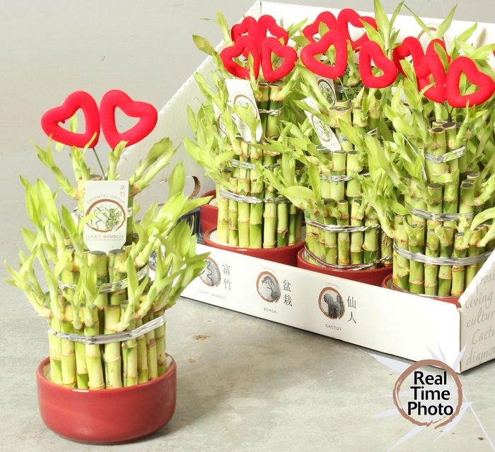 <h4>DRA LUCKY BAMBOO</h4>