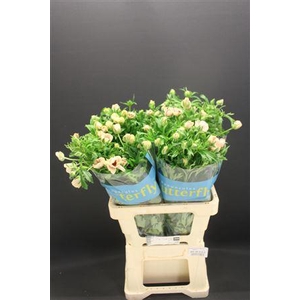 Ran Butterfly Melissa 60cm