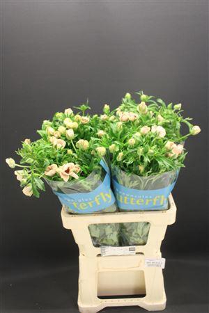 <h4>Ran Butterfly Melissa 60cm</h4>