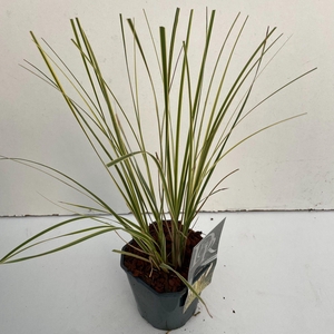 Graminées Cortaderia sell. 'Mini Goldpampas'