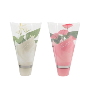 Anthurium 12 cm Pink & White mix in Couture sleeve
