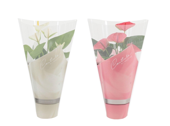 <h4>Anthurium 12 cm Pink & White mix in Couture sleeve</h4>