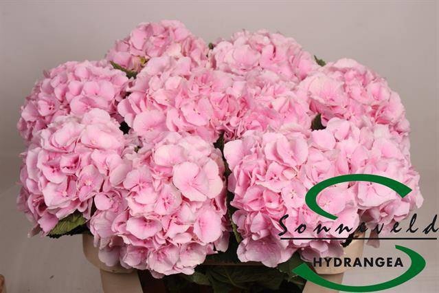 <h4>HYDR M CH VERENA</h4>