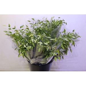 Chasmanth Latifolium X10