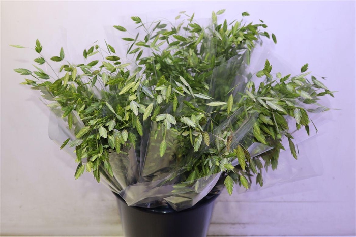 <h4>Chasmanth Latifolium X10</h4>