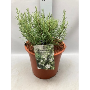 Rosmarinus officinalis Miss Jess Upright C5