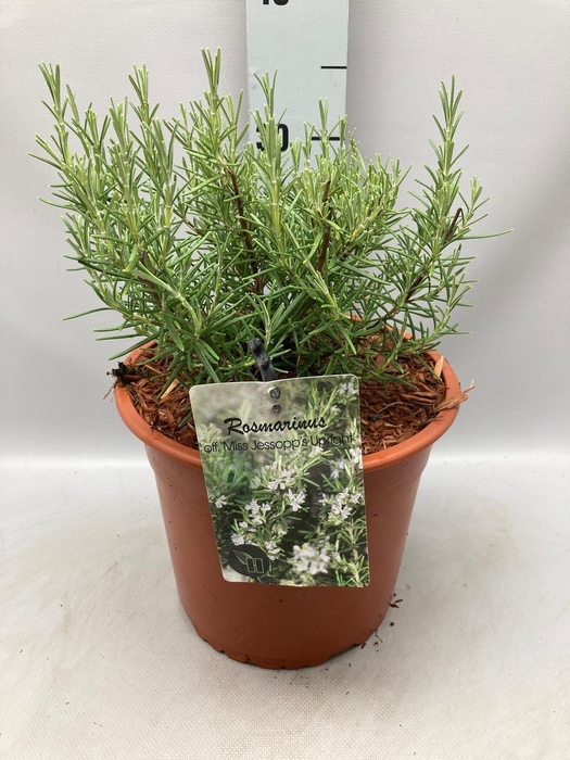 <h4>Rosmarinus officinalis Miss Jess Upright C5</h4>
