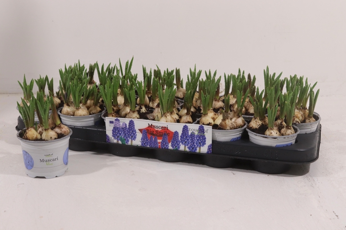 <h4>MUSCAR BIG SMILE</h4>