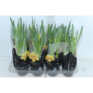 NARCISSUS AMARELO P14 QUADRADO