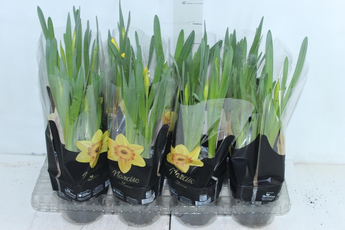 <h4>NARCISSUS AMARELO P14 QUADRADO</h4>