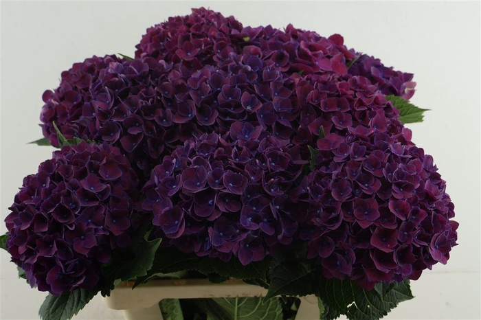 <h4>Hydr M Mon Amour Purple 60-18</h4>