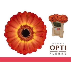 Ge Mi Flamazing 08 CM,(NL),(20)