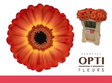 <h4>Ge Mi Flamazing 08 CM,(NL),(20)</h4>