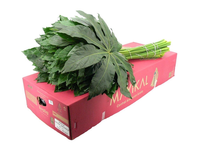 <h4>Aralia Super 80</h4>