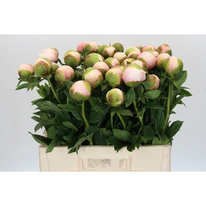 Paeonia Colonel Owen Cousins